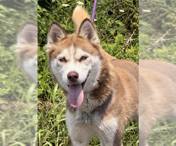 Medium Photo #1 Siberian Husky Puppy For Sale in Canfield, OH, USA