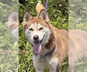 Siberian Husky Dogs for adoption in Canfield, OH, USA