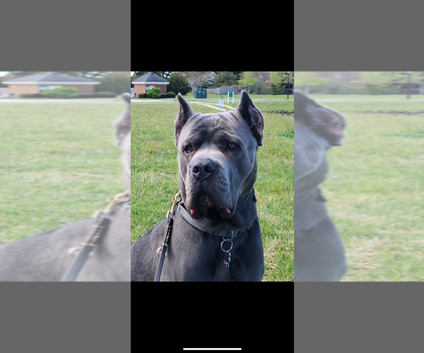 Medium Photo #1 Cane Corso Puppy For Sale in SUFFOLK, VA, USA