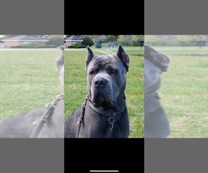 Father of the Cane Corso puppies born on 09/03/2025