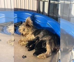 Mother of the Yorkshire Terrier puppies born on 08/29/2022