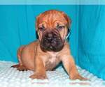 Small Photo #5 Bullmastiff Puppy For Sale in VERONA, MO, USA