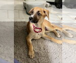 Small #15 Labrador Retriever Mix