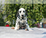 Puppy Blizzard Dalmatian