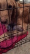 Small Photo #12 Golden Retriever Puppy For Sale in ARLINGTON, WA, USA