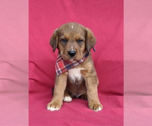 Bernese Mountain Dog-Unknown Mix Puppy for sale in AIRVILLE, PA, USA