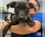 Small #1 Dachshund-Pointer Mix