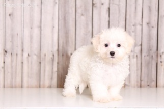 Maltese Puppy for sale in COLUMBUS, OH, USA
