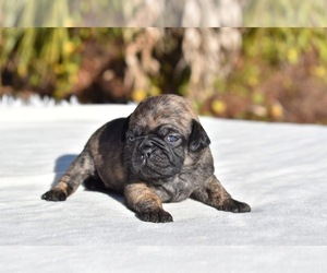 Pug Puppy for sale in PALM COAST, FL, USA