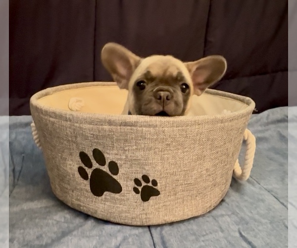 Medium Photo #5 French Bulldog Puppy For Sale in ORANGE, TX, USA