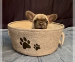 Small #4 French Bulldog