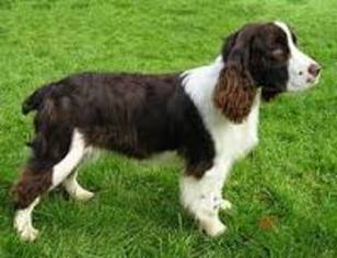 English Springer Spaniel Puppy for sale in LEBANON, OR, USA