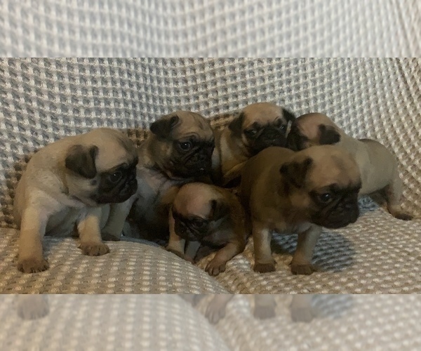 Medium Photo #4 Pug Puppy For Sale in CHATTANOOGA, TN, USA