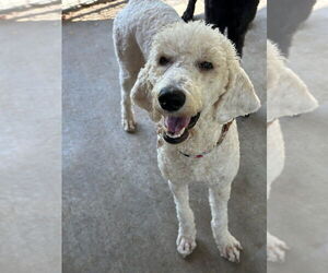Poodle (Standard) Dogs for adoption in Oak Bluffs, MA, USA