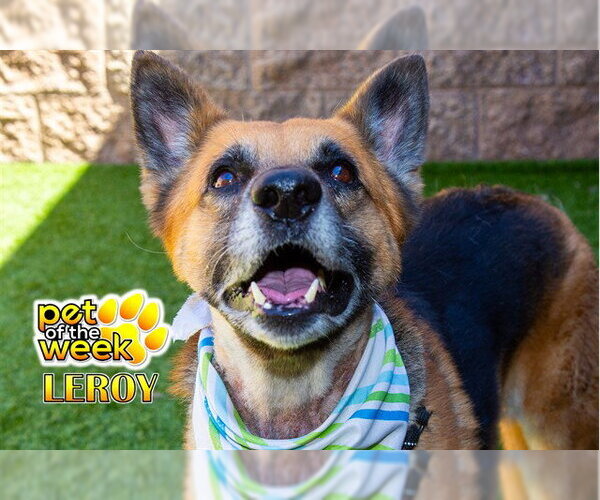 Medium Photo #2 German Shepherd Dog Puppy For Sale in Moreno Valley, CA, USA