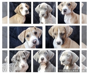 Great Dane Puppy for sale in PLATTE CITY, MO, USA