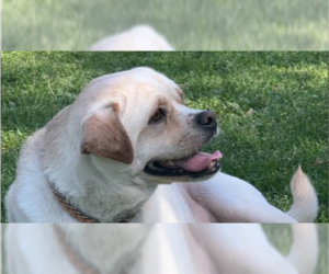 American Bulldog-Labrador Retriever Mix Dogs for adoption in West Hollywood, CA, USA