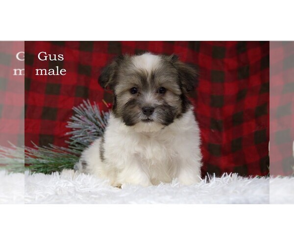Medium Photo #13 Havanese Puppy For Sale in CLARE, MI, USA
