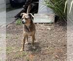 Small #4 Chihuahua Mix