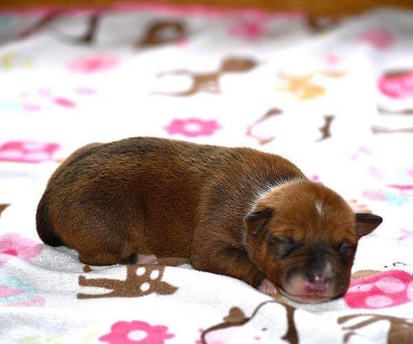 Medium Photo #3 Rat Terrier Puppy For Sale in PETERSBURG, PA, USA