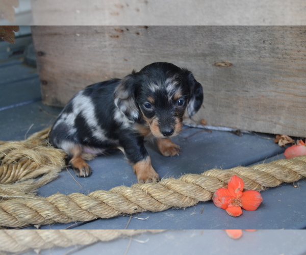 Medium Photo #2 Dachshund Puppy For Sale in GREENWOOD, WI, USA