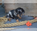 Small #1 Dachshund