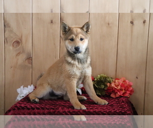 Shiba Inu Puppy for sale in SHILOH, OH, USA