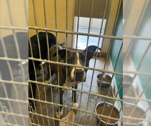 Mutt Dogs for adoption in Texas City, TX, USA