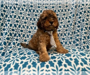 Havanese-ShihPoo Mix Puppy for sale in LAKELAND, FL, USA