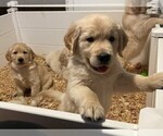 Small Photo #1 Golden Retriever Puppy For Sale in ABERDEEN, NC, USA