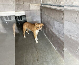 Mutt Dogs for adoption in Las Vegas, NM, USA