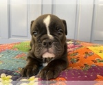 Small Photo #15 Bulldog Puppy For Sale in EASTVALE, CA, USA