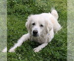 Small #8 Great Pyrenees