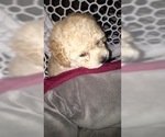 Small Photo #3 Poodle (Toy) Puppy For Sale in SUMMERVILLE, SC, USA