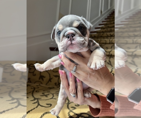 Medium Photo #4 Bulldog Puppy For Sale in COVINGTON, WA, USA