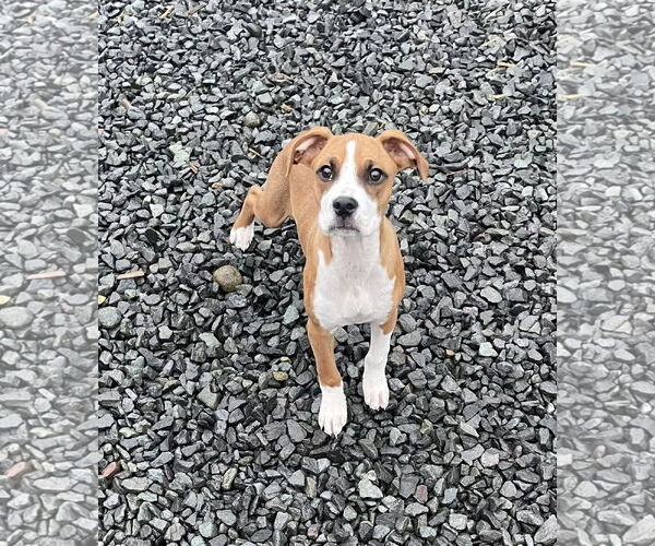 Medium Photo #1 Boxer-Greater Swiss Mountain Dog Mix Puppy For Sale in Stanwood, WA, USA