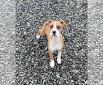 Small Boxer-Greater Swiss Mountain Dog Mix