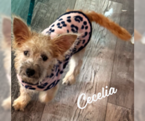 Cairn Terrier-Unknown Mix Dogs for adoption in HOUSTON, TX, USA
