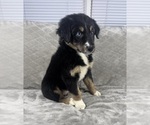 Small #3 Australian Shepherd