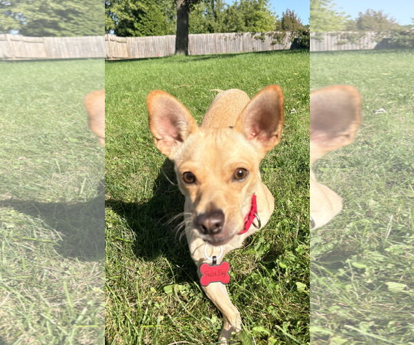 Medium Photo #6 Chihuahua-Unknown Mix Puppy For Sale in New London, WI, USA
