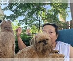 Small Photo #1 Brussels Griffon Puppy For Sale in WYANDOTTE, MI, USA