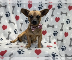 Chihuahua Puppy for sale in LAKELAND, FL, USA