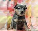 Small Photo #1 Australian Cattle Dog Puppy For Sale in YUCAIPA, CA, USA