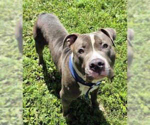 Mutt Dogs for adoption in Decatur, IL, USA