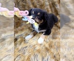 Small Photo #31 Australian Shepherd Puppy For Sale in NEW BRAUNFELS, TX, USA