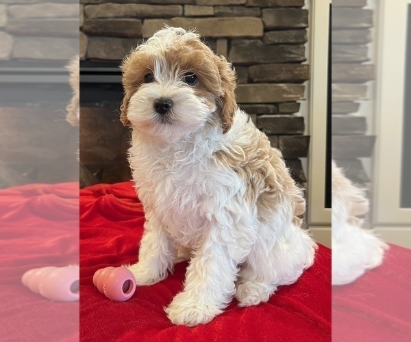 Medium Photo #11 Cavapoo Puppy For Sale in NOBLESVILLE, IN, USA