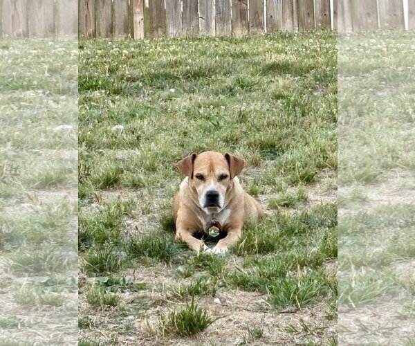 Medium Photo #13 Mountain Cur-Rhodesian Ridgeback Mix Puppy For Sale in Holly Springs, NC, USA