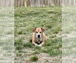 Small #12 Mountain Cur-Rhodesian Ridgeback Mix