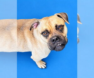 Boxer-Unknown Mix Dogs for adoption in Westminster, MD, USA