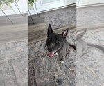 Small #2 Mutt